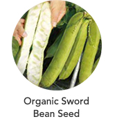 Organic Sword Bean Seed