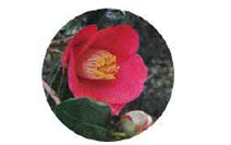 Camellia Oil